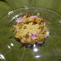Syn - アオリイカ