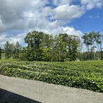 ジンギスカン白樺 - ぶどう畑