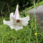 時の宿 すみれ - 