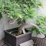 近松 - 象徴になっている藤