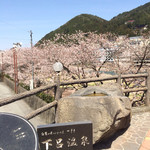 Sasara - いでゆ大橋  飛騨川沿いの桜。これから満開を迎えます。