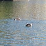 中華ソバ 伊吹 - 