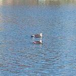 中華ソバ 伊吹 - 