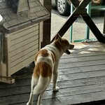 串焼き BUBU-TON - 