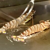 すてーきはうす寿々 - 