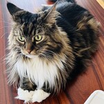 華吉 - イケメン三兄弟