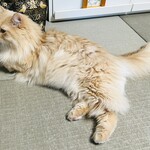 華吉 - イケメン三兄弟