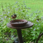 くつきそば 永昌庵 - 