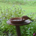 くつきそば 永昌庵 - 