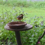 くつきそば 永昌庵 - 