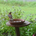 くつきそば 永昌庵 - 