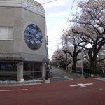カフェ ステーション - 店の前の武蔵関公園へ続く桜並木