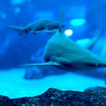 Ocean Restaurant - これ、レストランのテーブルのすぐそばで見ら れる景色。 驚きです。 食べてる場合じゃありません。 こっちが食べられそうです。