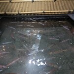 博多料亭 稚加榮 - 