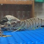 人形町 天ぷら みさき - 