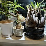 すぱいすにきいてみた@plants - 