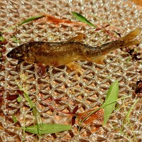 日本料理 丸しま - 