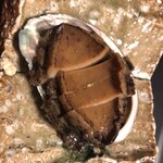 四季酒菜庵 魚徳 - ｱﾜﾋﾞ(*´ч`*)今日はおかわりしなかったです(笑)