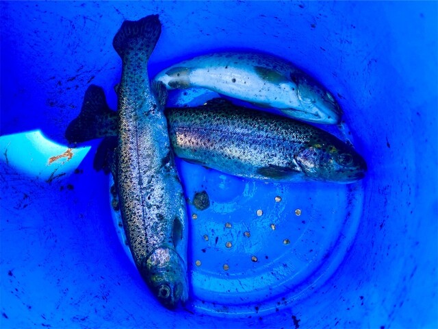 磐梯高原南ヶ丘牧場 売店 - 翁島（ジェラート・アイスクリーム）の写真