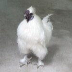 あつた蓬莱軒 - 熱田神宮のアイドル