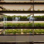 Bread Land HOME GO ROUND - 店内で栽培中のレタス