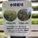 Bread Land HOME GO ROUND - レタスは２種類