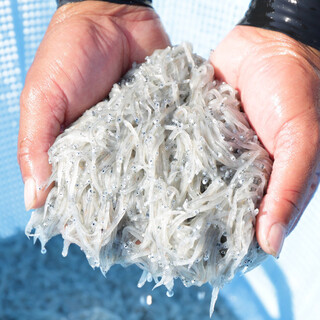 【湘南しらす】数量限定の生しらす※入荷がない日もございます
