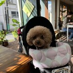 Natural Cafe Iina - テラス席でのシェリ