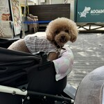 Shunsui Curry Kobo - テラス席はペットOKでーす。