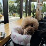 DOG DEPT.+CAFE Karuizawapurinsuten - 店內環境～