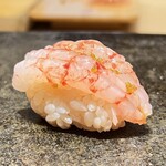 鮨 まつうら - 島海老