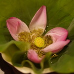 中國菜 奈良町 枸杞 - 