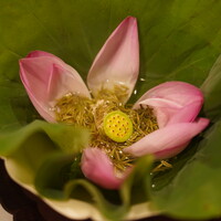 中國菜 奈良町 枸杞 - 