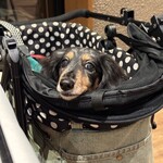 Regina Resort Karuizawa Mikage Yosui - 用餐时也可以带上狗狗♪