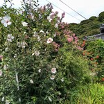 カフェ リトルキッチン ハヤマ - 