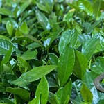 焼きもの家 慶 - 大元でピカピカしたクチナシの葉と水羊羹のようなチャコウラを観て帰る