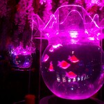 サーラ アマービレ - 