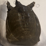 ウシマル - 多古町産天然スッポン