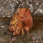 吾一 - 合鴨ロース