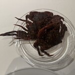 ウシマル - ショウジンガニ