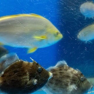 その時季に美味しい旬魚をご用意いたします。