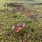 軽井沢72ゴルフ - 