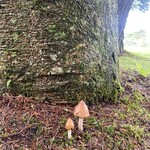 Karuizawa 72 Golf Nishi Ko-Su