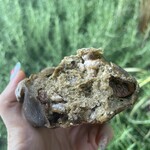 パリアッシュ - 