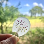 亀屋良長 - 団扇に花火のイメージ。