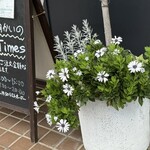 レイドバックバーガー - ディモルフォセカはかなり大株になった^_^