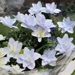 青物市場しんま路 Table - 紫陽花　2024  6月購入