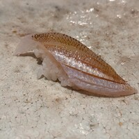 神戸・鮨かねさか - 