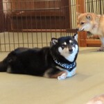 鎌倉乃豆柴カフェ - 