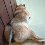 鎌倉乃豆柴カフェ - 